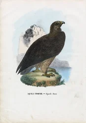Fahladler, 1863-79